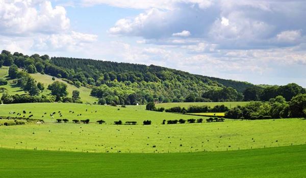 a herd of sheep grazing on a lush green field